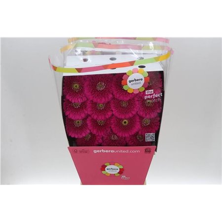 Gerbera .racket Gr Pom Ball c1748