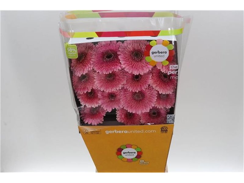 Gerbera .racket Gr Pom Mayball c1749