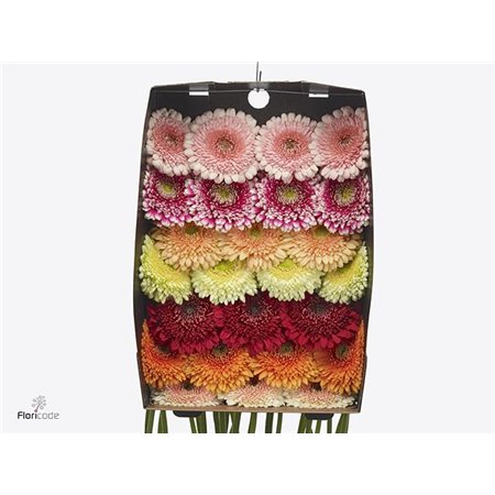 Gerbera .racket Gr Pomponi Mixed c1750