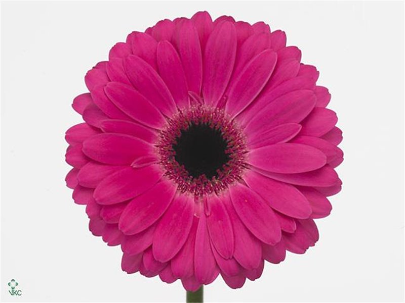 Gerbera .racket Gr Rich c1752