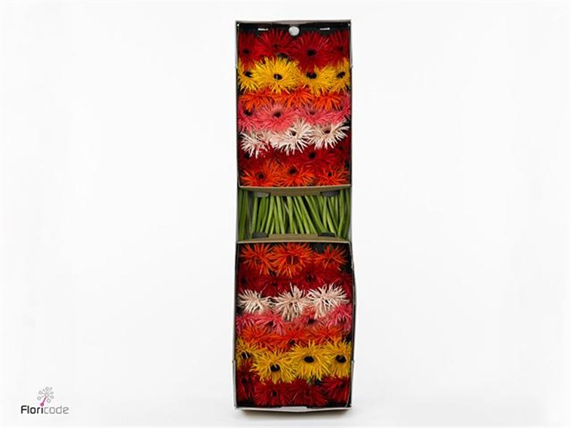 Gerbera .racket Gr Sp Mixed c1755