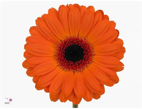 Gerbera .racket Mi Allure c1762