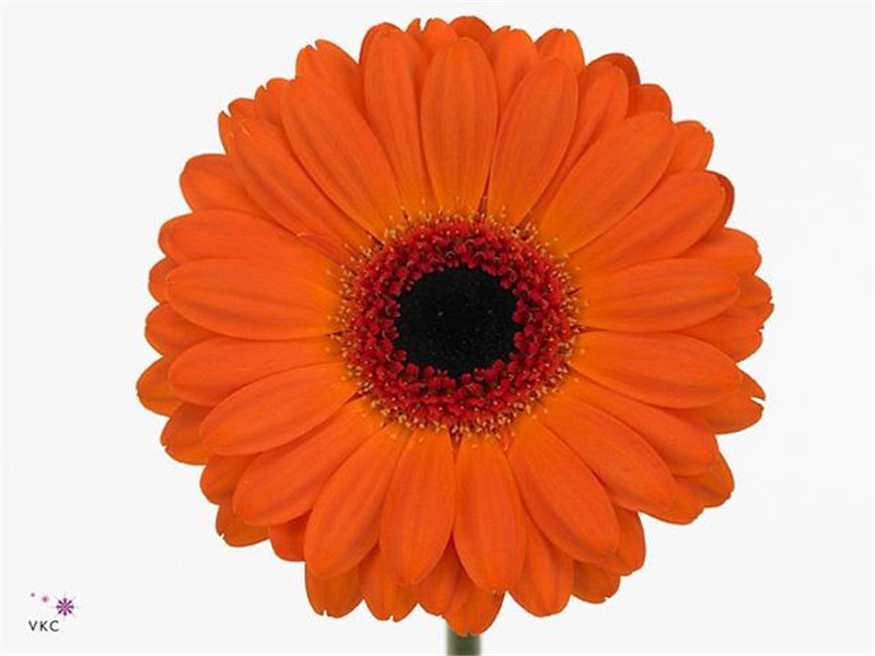 Gerbera .racket Mi Allure c1762