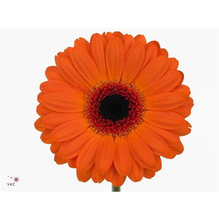 Gerbera .racket Mi Allure c1762