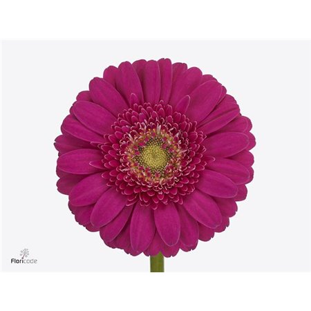 Gerbera .racket Mi Caressa c1768