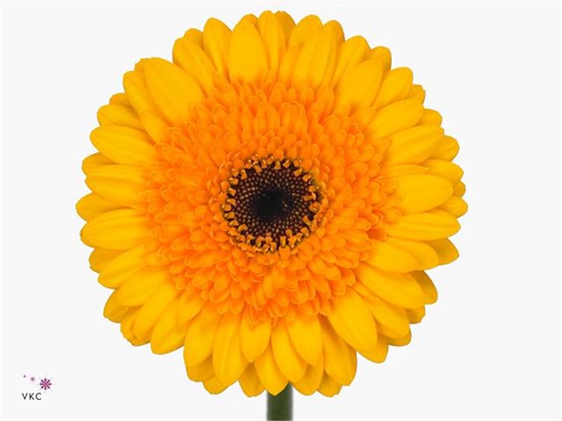 Gerbera .racket Mi Davidson c1771