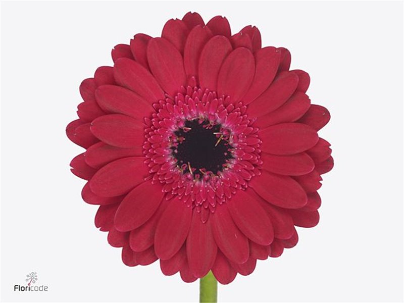 Gerbera .racket Mi Diana c1772