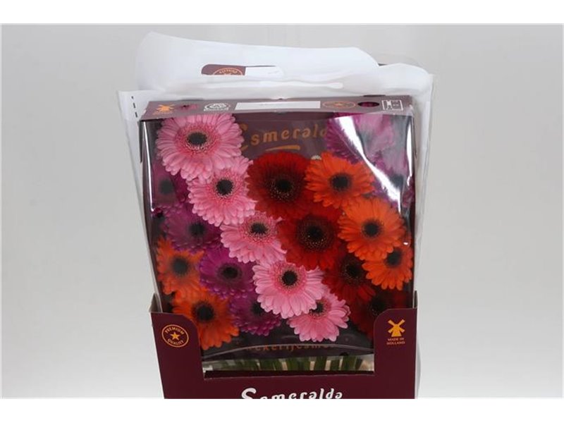 Gerbera .racket Mi Mixed Basis c1775