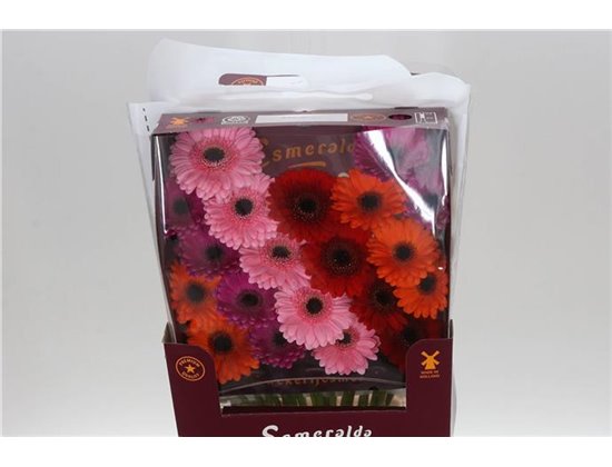 Gerbera .racket Mi Mixed Ibiza c1776