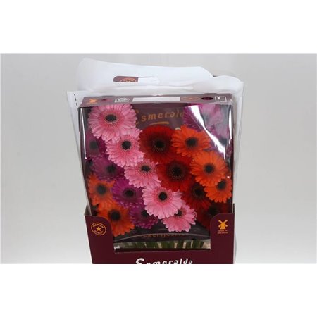 Gerbera .racket Mi Mixed Ibiza c1776