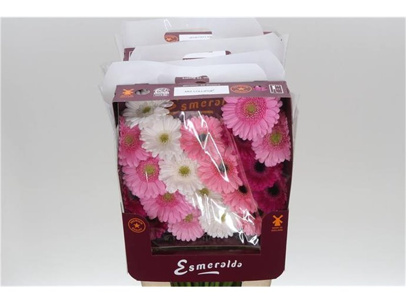 Gerbera .racket Mi Mixed Lollipop c1777
