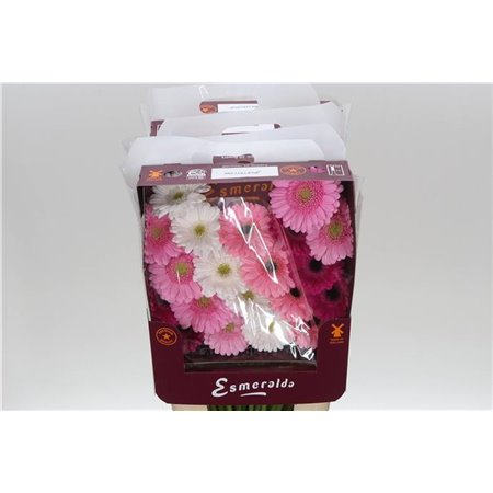Gerbera .racket Mi Mixed Lollipop c1777