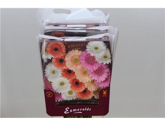 Gerbera .racket Mi Mixed Malaga c1778