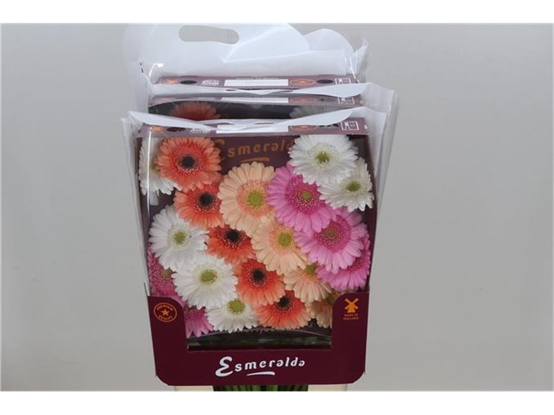 Gerbera .racket Mi Mixed Malaga c1778