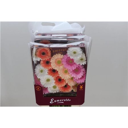 Gerbera .racket Mi Mixed Malaga c1778