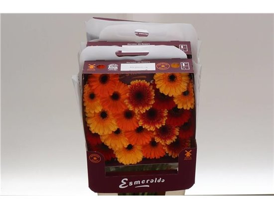 Gerbera .racket Mi Mixed Orangina c1780