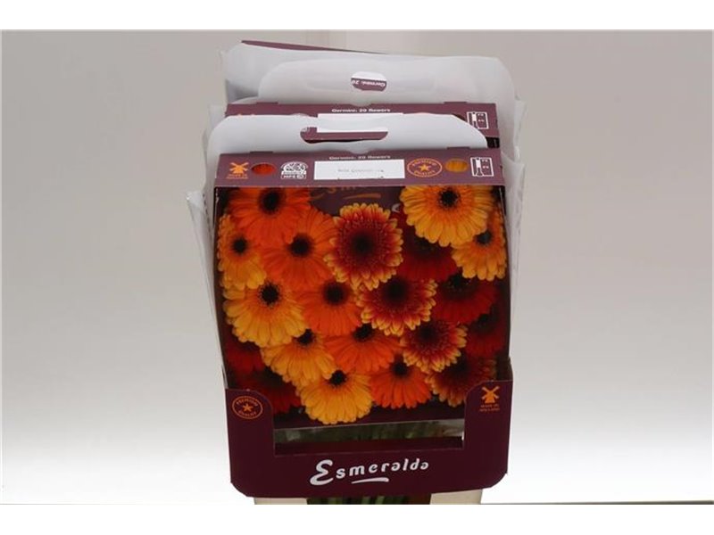 Gerbera .racket Mi Mixed Orangina c1780