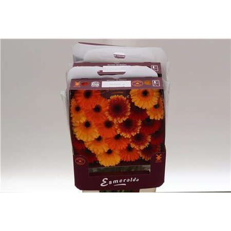 Gerbera .racket Mi Mixed Orangina c1780