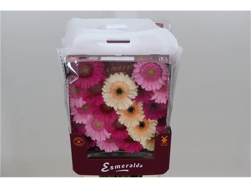 Gerbera .racket Mi Mixed Orangina c1781