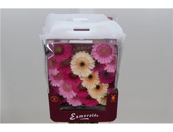 Gerbera .racket Mi Mixed Pastel c1782