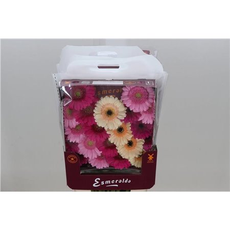 Gerbera .racket Mi Mixed Pastel c1782