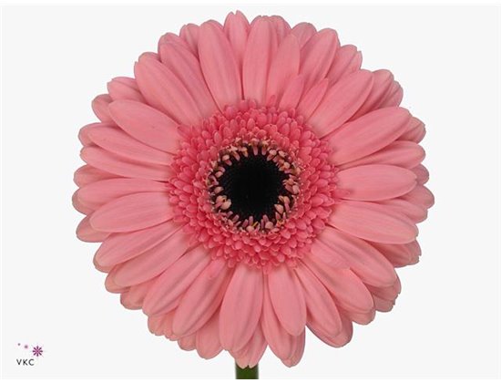 Gerbera .racket Mi Petticoat c1784