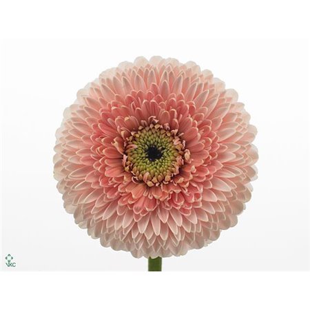 Gerbera .racket Mi Pomponi Belfi c1787