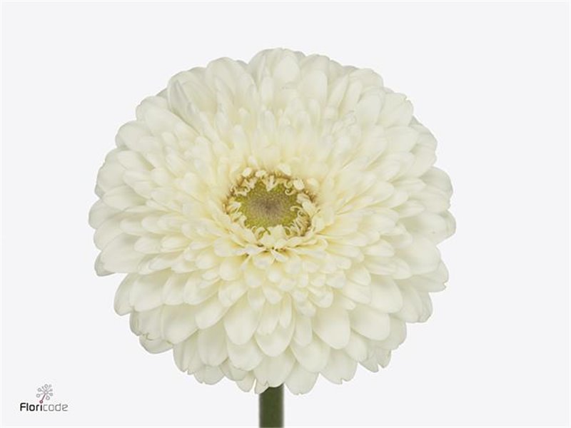 Gerbera .racket Mi Pomponi Blanco c1788