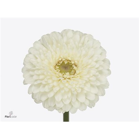 Gerbera .racket Mi Pomponi Blanco c1788