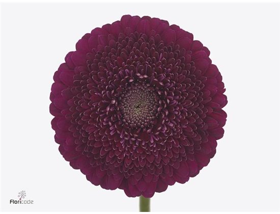 Gerbera .racket Mi Pomponi Blanco c1789