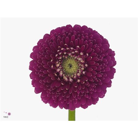 Gerbera .racket Mi Pomponi Japio c1793