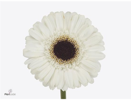 Gerbera .racket Mi Yuta c1802