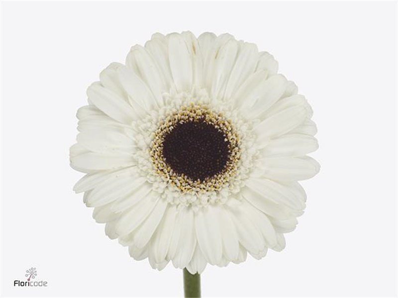 Gerbera .racket Mi Yuta c1802