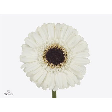 Gerbera .racket Mi Yuta c1802