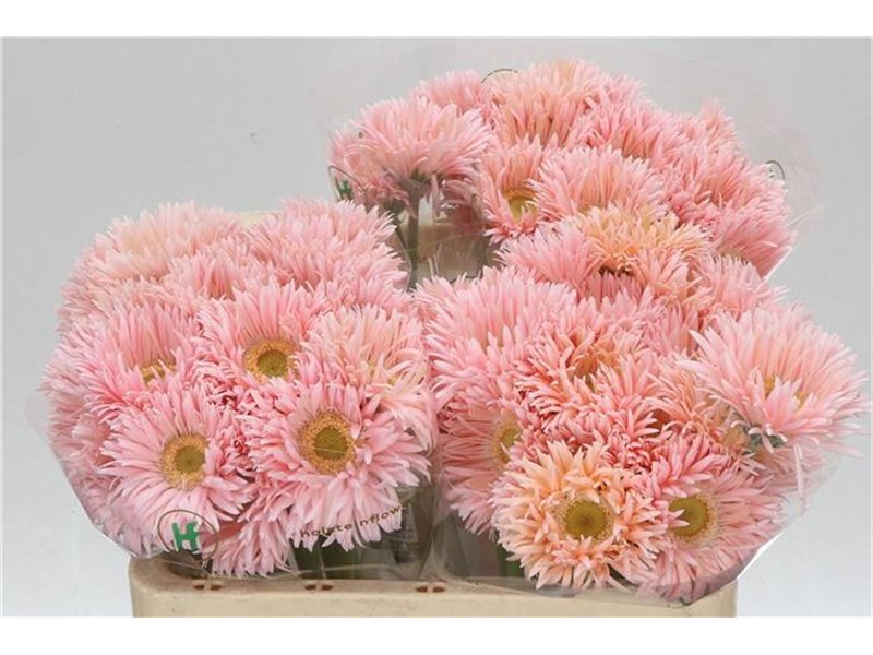 Gerbera Sp Mi Honey x20 c1803