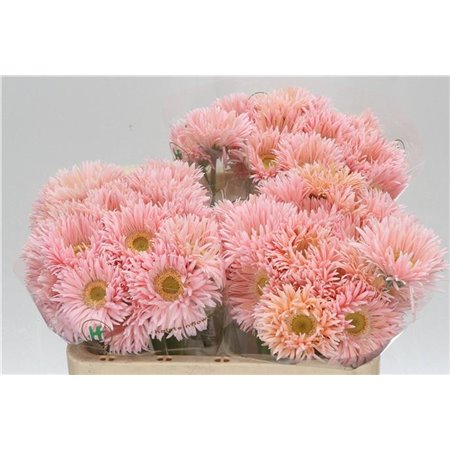 Gerbera Sp Mi Honey x20 c1803