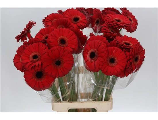 Gerbera * 65 Cm Armor X10 c1816