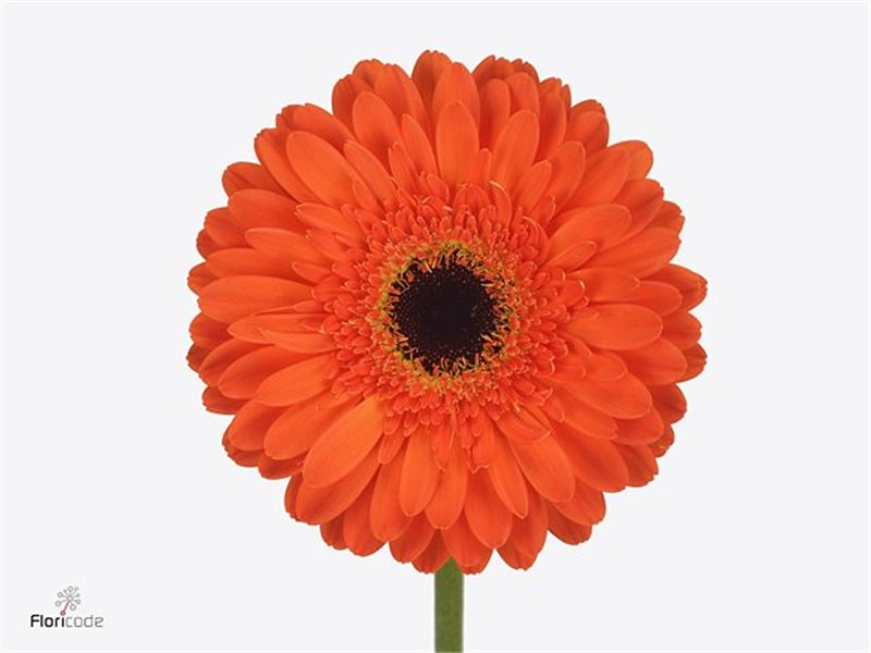 Gerbera * 65 Cm Bonanza X10 c1820