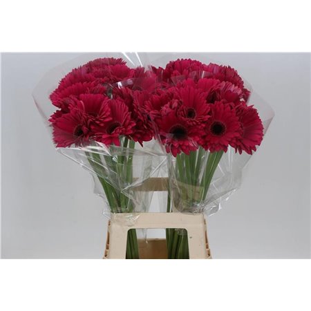 Gerbera * 65 Cm Marilu X10 c1827