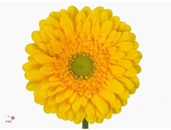 Gerbera * 65 Cm Submarine X10 c1833