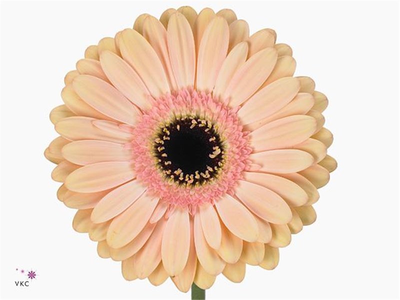 Gerbera * Alliance X10 c1835