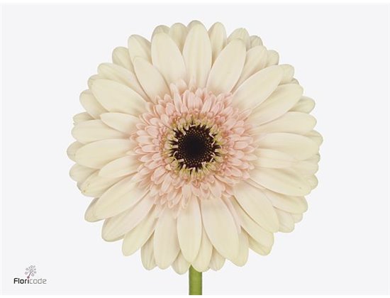 Gerbera * Cafe Del Mar X10 c1839
