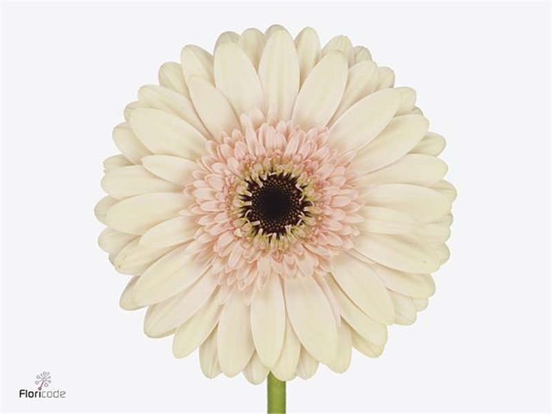 Gerbera * Cafe Del Mar X10 c1839