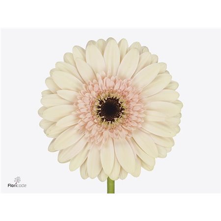 Gerbera * Cafe Del Mar X10 c1839