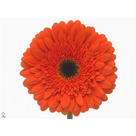 Gerbera * Candela X10 c1840