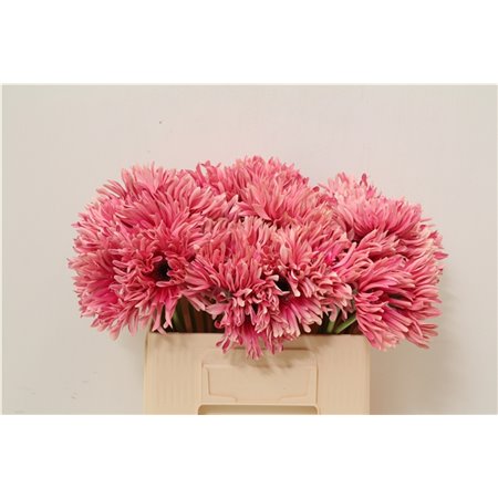 Gerbera * Full Moon x40 c1843