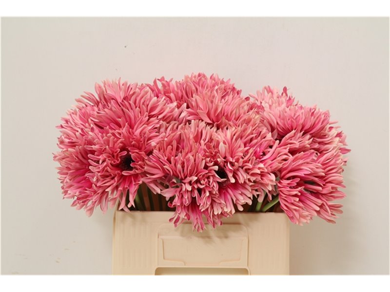 Gerbera * Gpa Flash x40 c1844