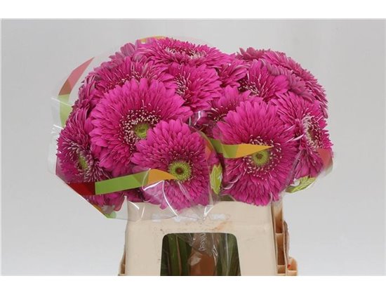 Gerbera * Magic Ball x20 c1848