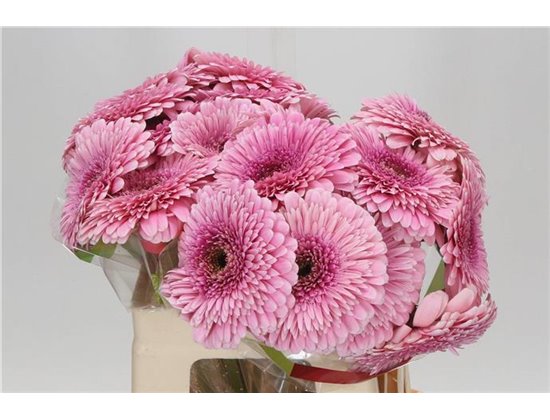 Gerbera * Magic Ball x20 c1849