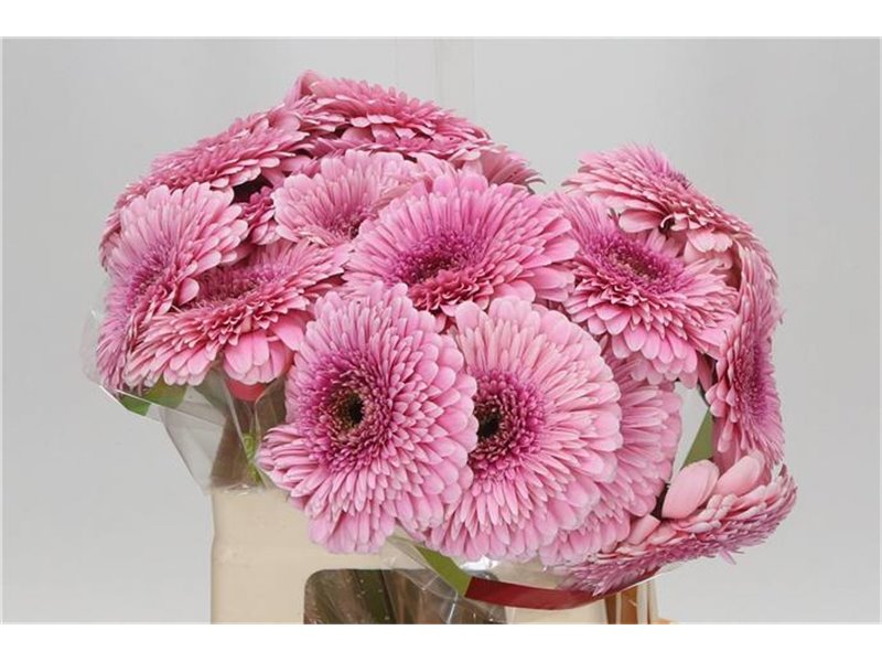 Gerbera * Magic Ball x20 c1849
